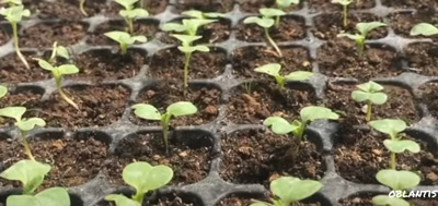 Plant preparation for Chinese Cabbage (Wombok)