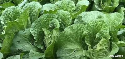 Harvesting a  Chinese Cabbage (Wombok)