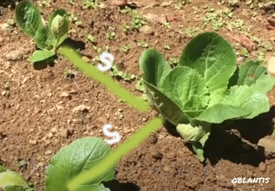 Pland Distances / Spacing for Chinese Cabbage (Wombok)